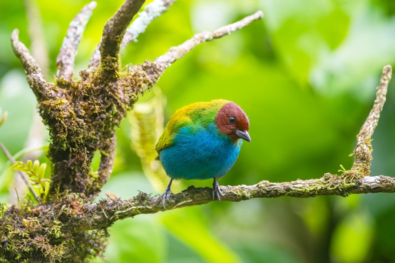 A colorful Bay-Headed Tanager (Tangara gyrola) perched on a mossy branch in a lush green environment.